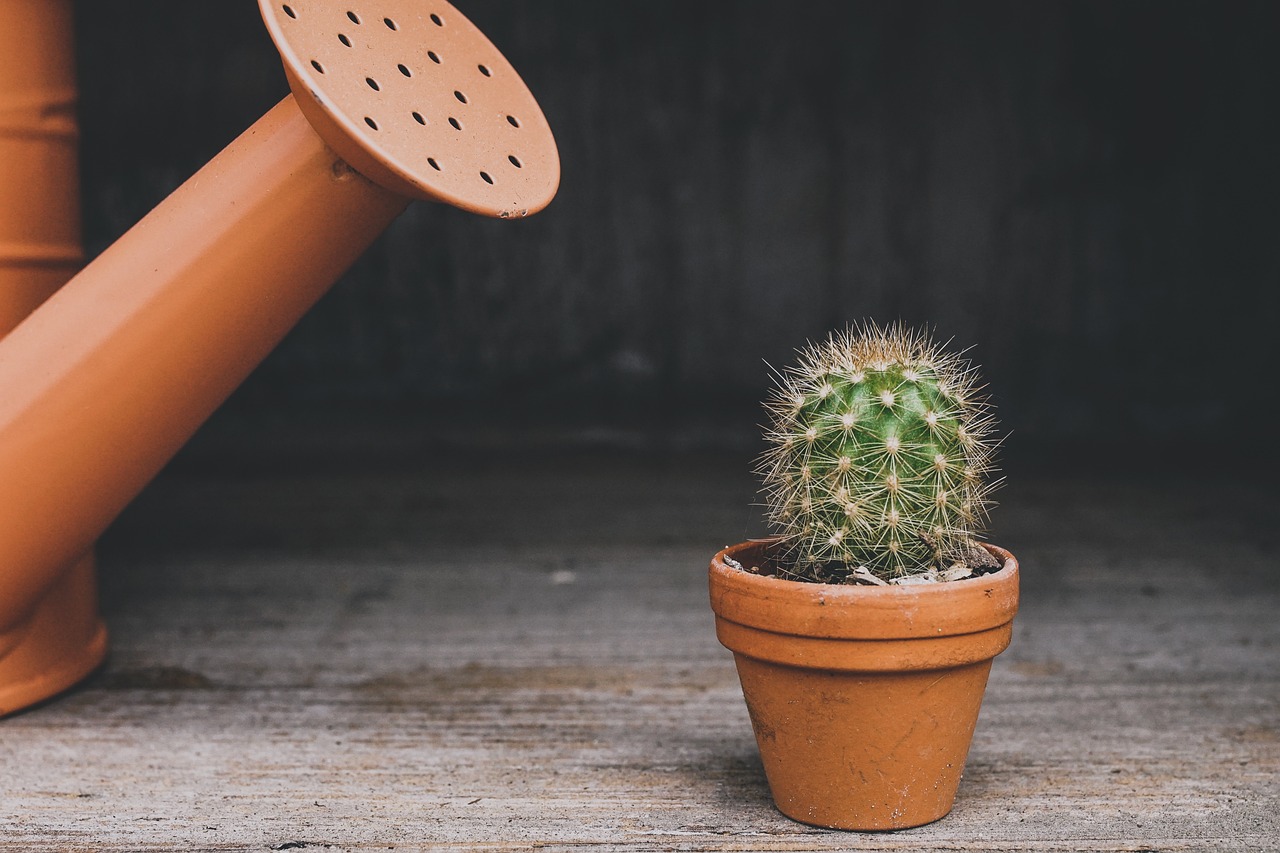 Successfully Growing Cacti in Your Home